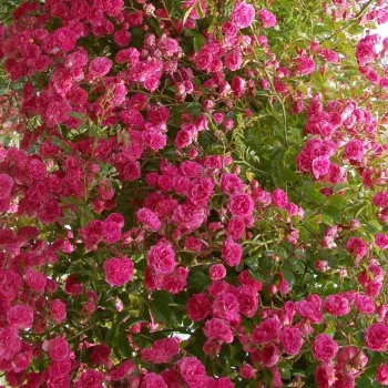 Roz - trandafiri pomisor - Trandafir copac cu trunchi înalt – cu flori mărunți