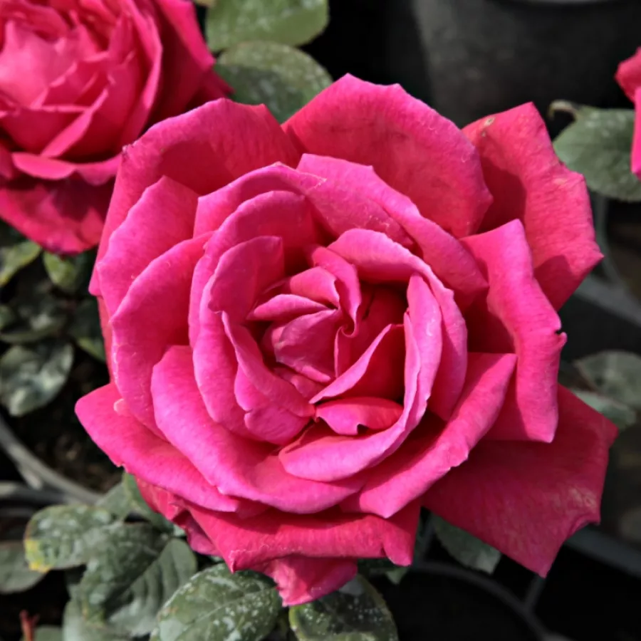 Vrtnica čajevka - Roza - Mister Lincoln - Na spletni nakup vrtnice