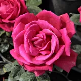 Ruža čajevke - crvena - intenzivan miris ruže - Rosa Mister Lincoln - Narudžba ruža