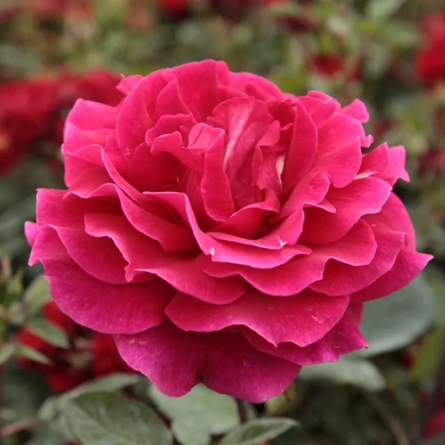 červený - Ruža - Mister Lincoln - Ruže - online - koupit