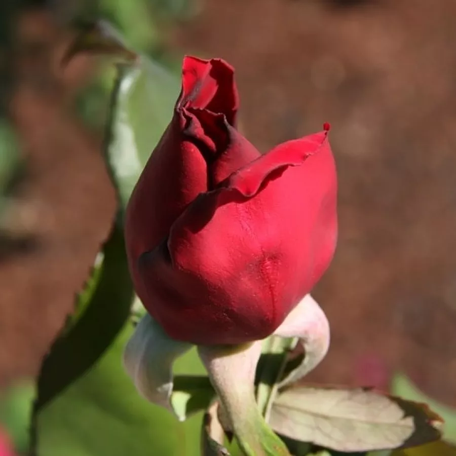 Trandafir cu parfum intens - Trandafiri - Mister Lincoln - Trandafiri online