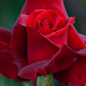 Rosa Mister Lincoln - roșu - trandafiri pomisor - Trandafir copac cu trunchi înalt – cu flori teahibrid