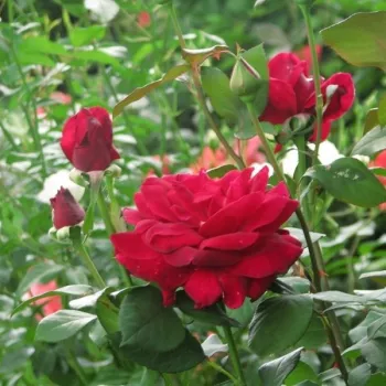 Rojo escarlata-carmesí - Árbol de Rosas Híbrido de Té - rosal de pie alto- forma de corona de tallo recto