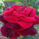 Stromčekové ruže - červený - Rosa Mister Lincoln - intenzívna vôňa ruží - aróma centra