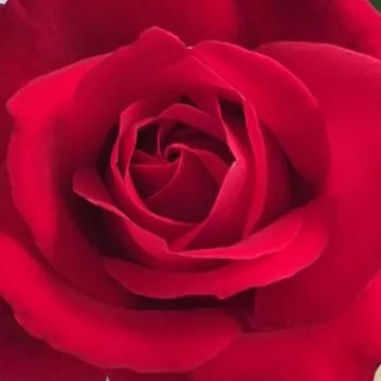 Ruže - eshop  - stromčekové ruže - Stromkové ruže s kvetmi čajohybridov - červený - Mister Lincoln - intenzívna vôňa ruží - aróma centra