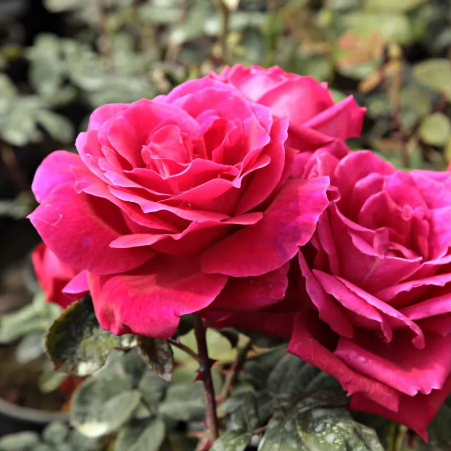Trandafiri hibrizi Tea - Trandafiri - Mister Lincoln - comanda trandafiri online