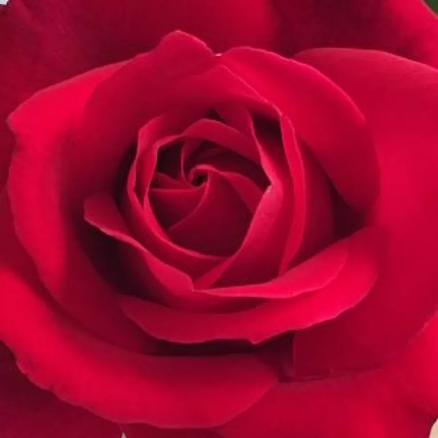 Herb Swim, O. L. Weeks - Trandafiri - Mister Lincoln - comanda trandafiri online