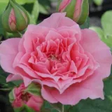 Rózsaszín - törpe - mini rózsa - Online rózsa vásárlás - Rosa Moana™ - diszkrét illatú rózsa - eper aromájú