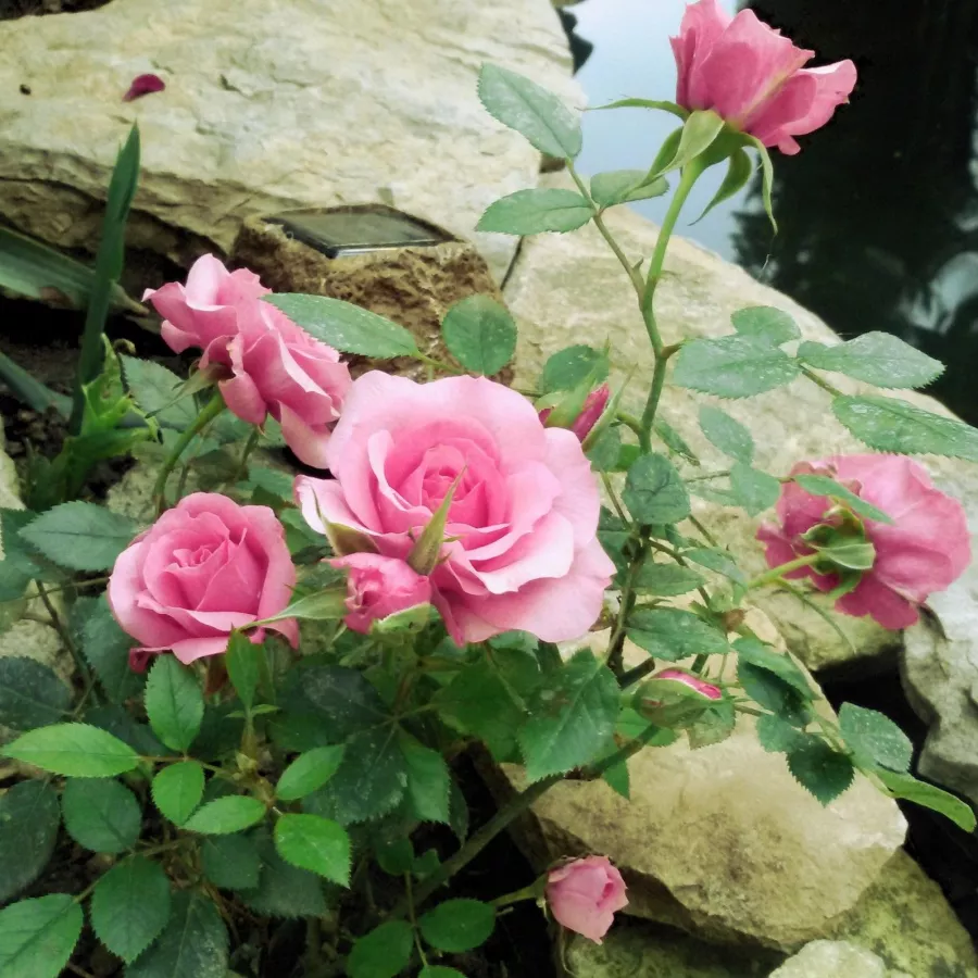 Roz - Trandafiri - Moana™ - Trandafiri online