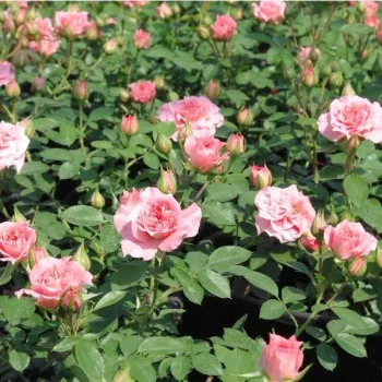 Rózsaszín - törpe - mini rózsa - diszkrét illatú rózsa - eper aromájú