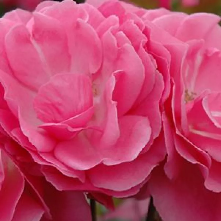 Miniature - Trandafiri - Moana™ - Trandafiri online