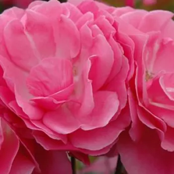 Ružová - školka - eshop  - trpasličia, mini ruža - ružová - mierna vôňa ruží - jahodový - Moana™ - (40-50 cm)