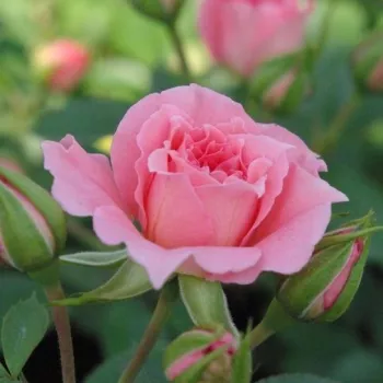 Rosa Moana™ - roz - trandafiri pomisor - Trandafir copac cu trunchi înalt – cu flori mărunți