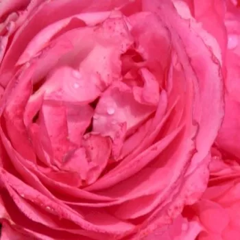 Online rózsa vásárlás - rózsaszín - törpe - mini rózsa - Moin Moin ® - diszkrét illatú rózsa - savanyú aromájú - (40-60 cm)