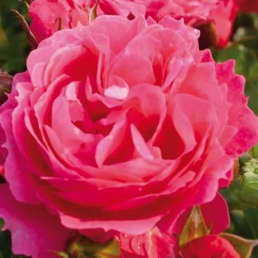 Rose Miniatura, Lillipuziane - Rosa - Moin Moin ® - Produzione e vendita on line di rose da giardino