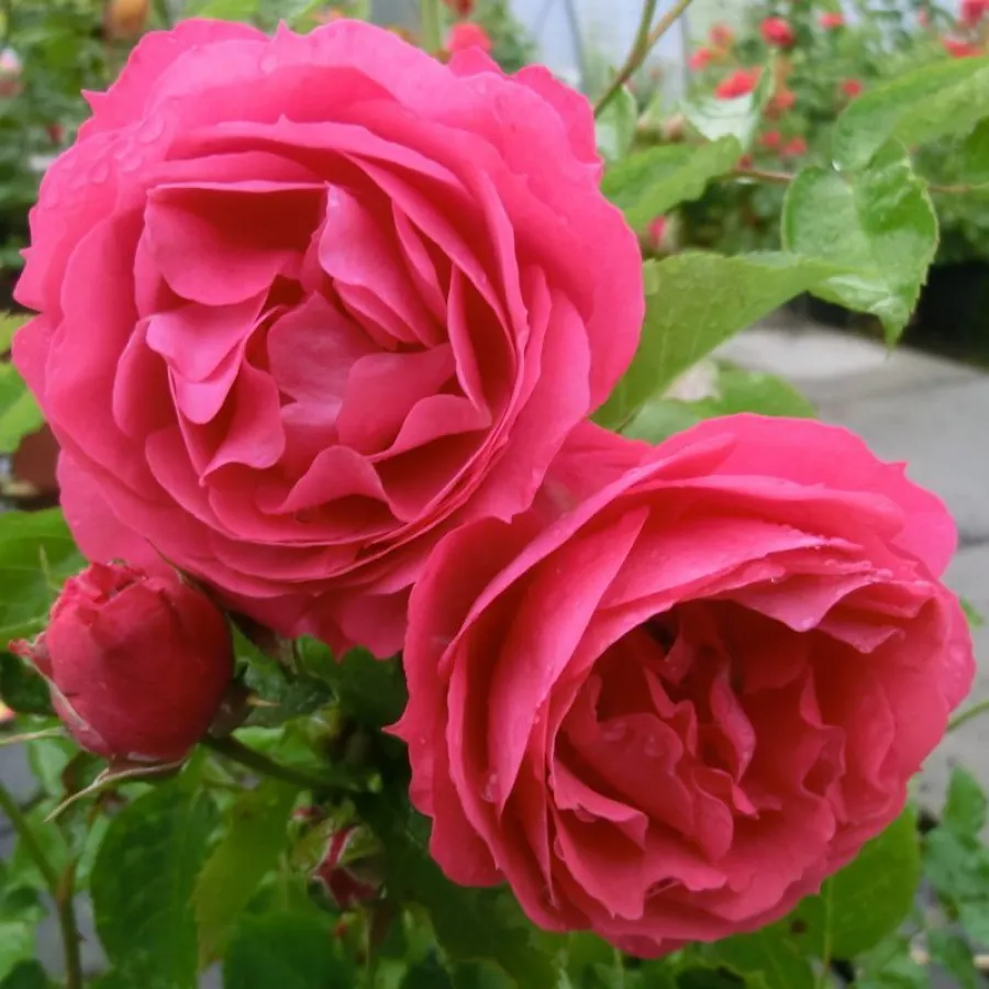 Ružová - Ruža - Moin Moin ® - Ruže - online - koupit