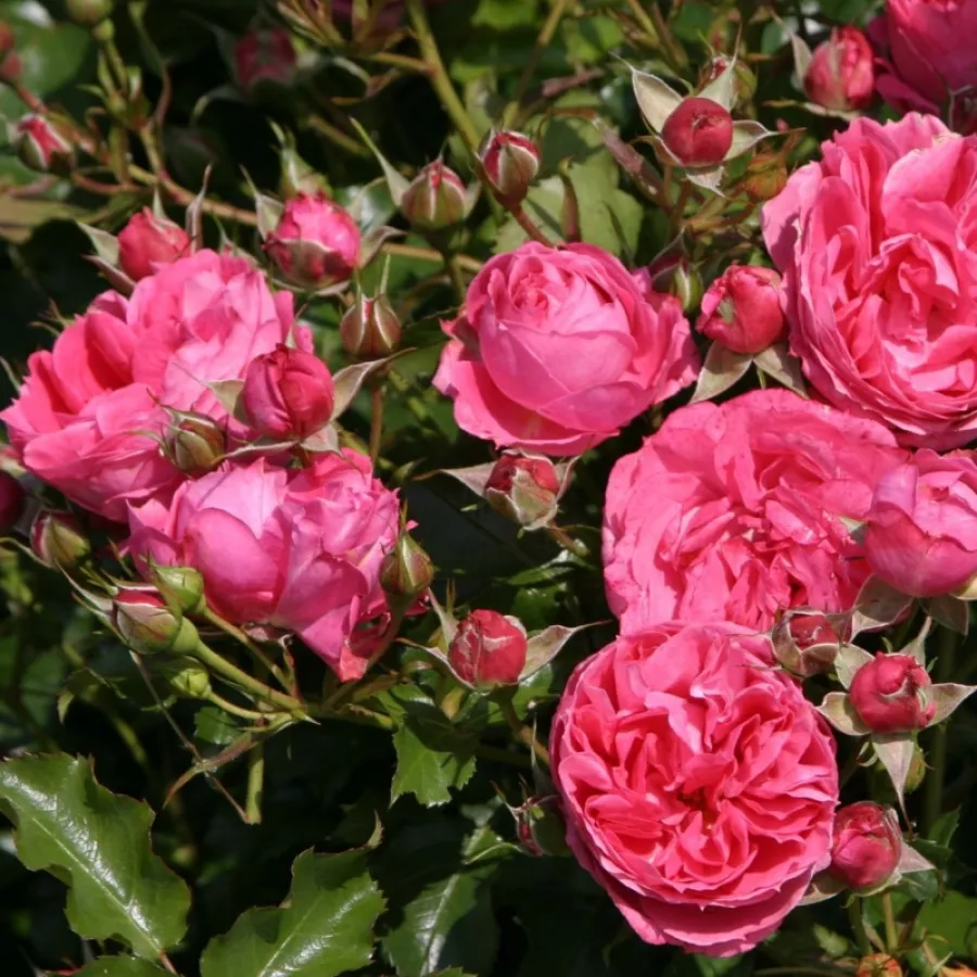 Mierna vôňa ruží - Ruža - Moin Moin ® - Ruže - online - koupit