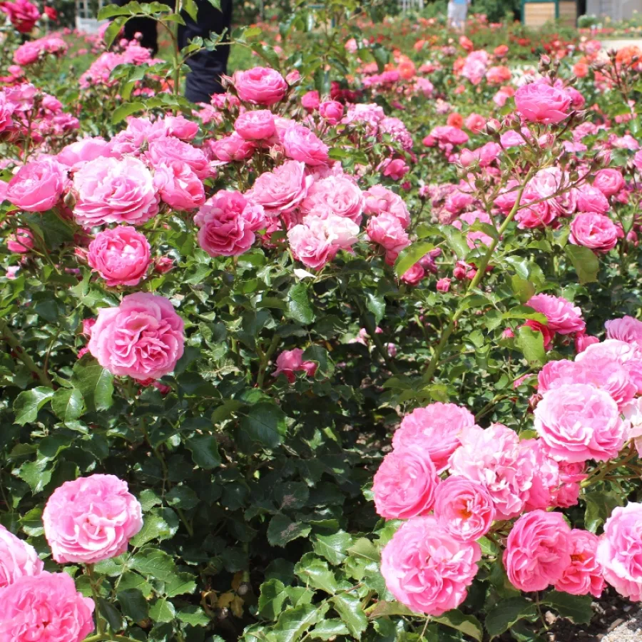 KORfloci23 - Rosa - Moin Moin ® - Comprar rosales online