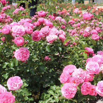 Różowy  - róże miniaturowe   (40-60 cm)