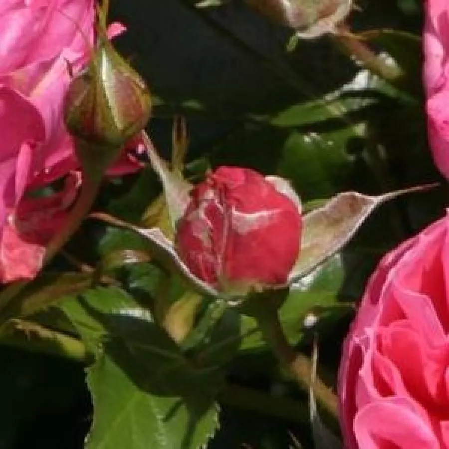 Drevesne vrtnice - - Roza - Moin Moin ® - 