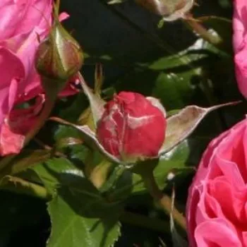 Rosa Moin Moin ® - roz - trandafiri pomisor - Trandafir copac cu trunchi înalt – cu flori în buchet