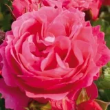 Trpasličia, mini ruža - mierna vôňa ruží - kyslá aróma - ružová - Rosa Moin Moin ®