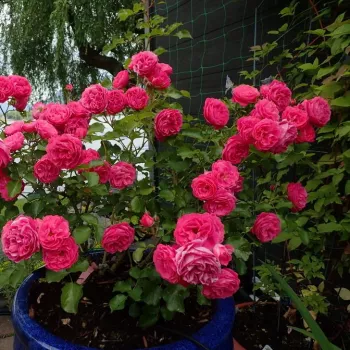 Rózsaszín - törpe - mini rózsa - diszkrét illatú rózsa - savanyú aromájú