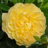 Sárga - angol rózsa - Online rózsa vásárlás - Rosa Molineux - diszkrét illatú rózsa - centifólia aromájú