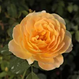 Angol rózsa - sárga - diszkrét illatú rózsa - centifólia aromájú - Rosa Molineux - Online rózsa rendelés