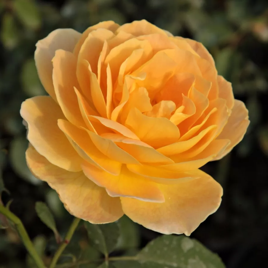 żółty - Róża - Molineux - Szkółka Róż Rozaria
