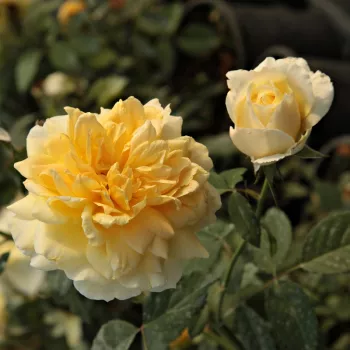 Rosa Molineux - sárga - angol rózsa