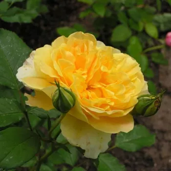 Rosa Molineux - żółty - róża pienna - Róże pienne - z kwiatami róży angielskiej