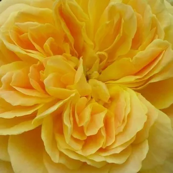 Online rózsa vásárlás - sárga - diszkrét illatú rózsa - centifólia aromájú - Molineux - angol rózsa - (60-90 cm)