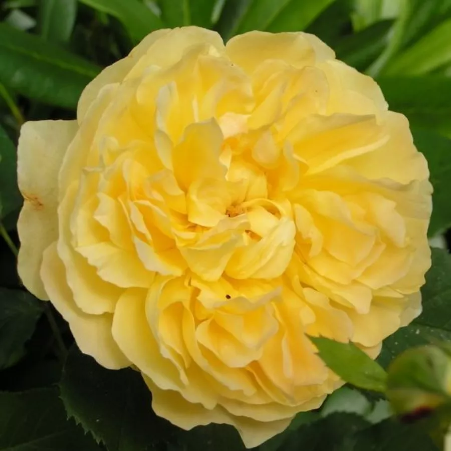 Trandafir cu parfum discret - Trandafiri - Molineux - comanda trandafiri online