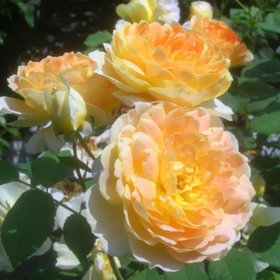 Trandafiri englezești - Trandafiri - Molineux - comanda trandafiri online
