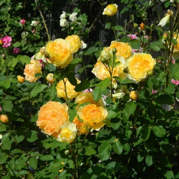 Tamno žuta - engleska ruža - ruža diskretnog mirisa - aroma centifolia