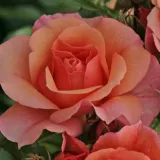 Narancssárga - virágágyi floribunda rózsa - Online rózsa vásárlás - Rosa Aprikola® - diszkrét illatú rózsa - eper aromájú