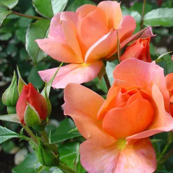 Rosa Aprikola® - naranča - Floribunda ruže