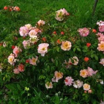 Világos narancssárga - rózsaszín árnyalat - virágágyi floribunda rózsa - diszkrét illatú rózsa - eper aromájú