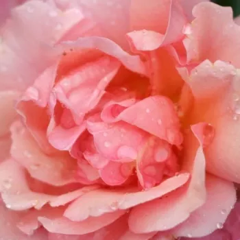 Szkółka Róż Rozaria - róże rabatowe grandiflora - floribunda - pomarańczowy - róża z dyskretnym zapachem - Aprikola® - (60-90 cm)