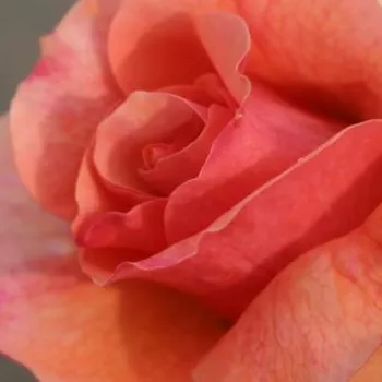 Online rózsa webáruház - virágágyi floribunda rózsa - diszkrét illatú rózsa - eper aromájú - narancssárga - Aprikola® - (60-90 cm)