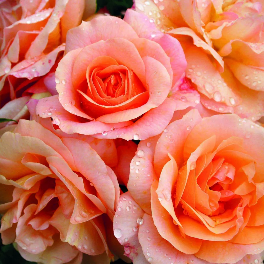 Róże rabatowe grandiflora - floribunda - Róża - Aprikola® - róże sklep internetowy