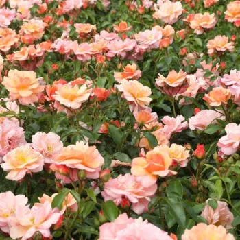 Naranja claro con tonos rosa - rosales floribundas - rosa de fragancia discreta - fresa