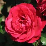 Vörös - virágágyi floribunda rózsa - Online rózsa vásárlás - Rosa Mona Lisa® - diszkrét illatú rózsa - gyöngyvirág aromájú
