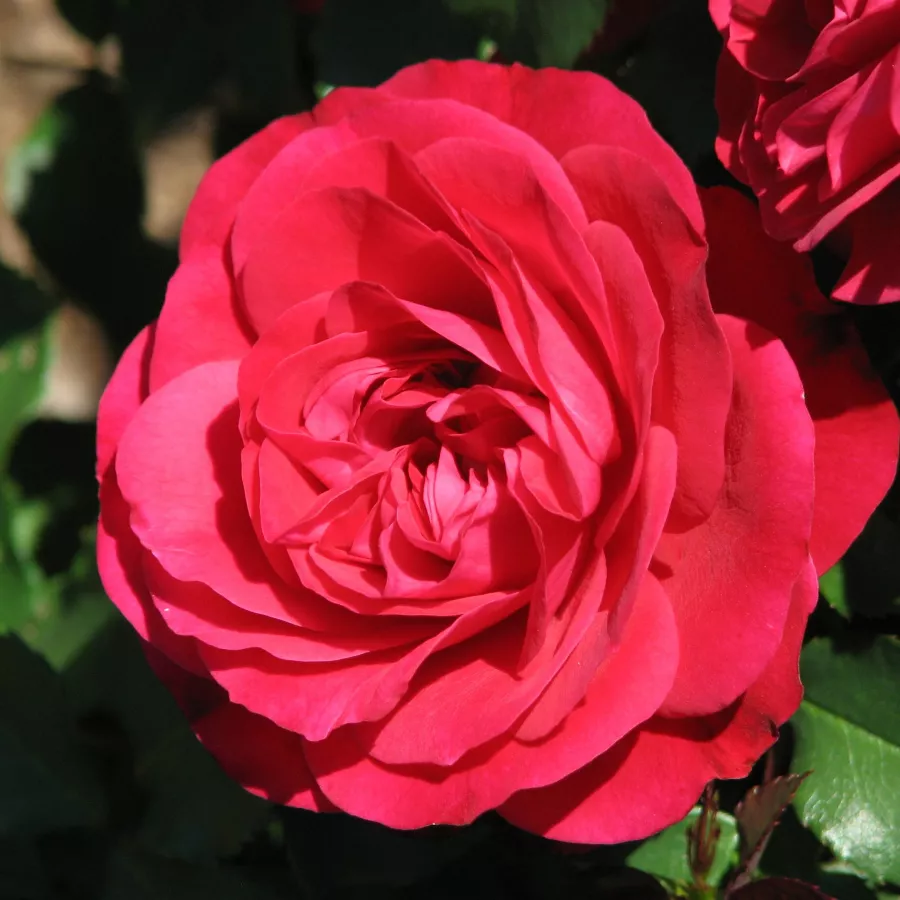 Róże rabatowe grandiflora - floribunda - Róża - Mona Lisa® - Szkółka Róż Rozaria