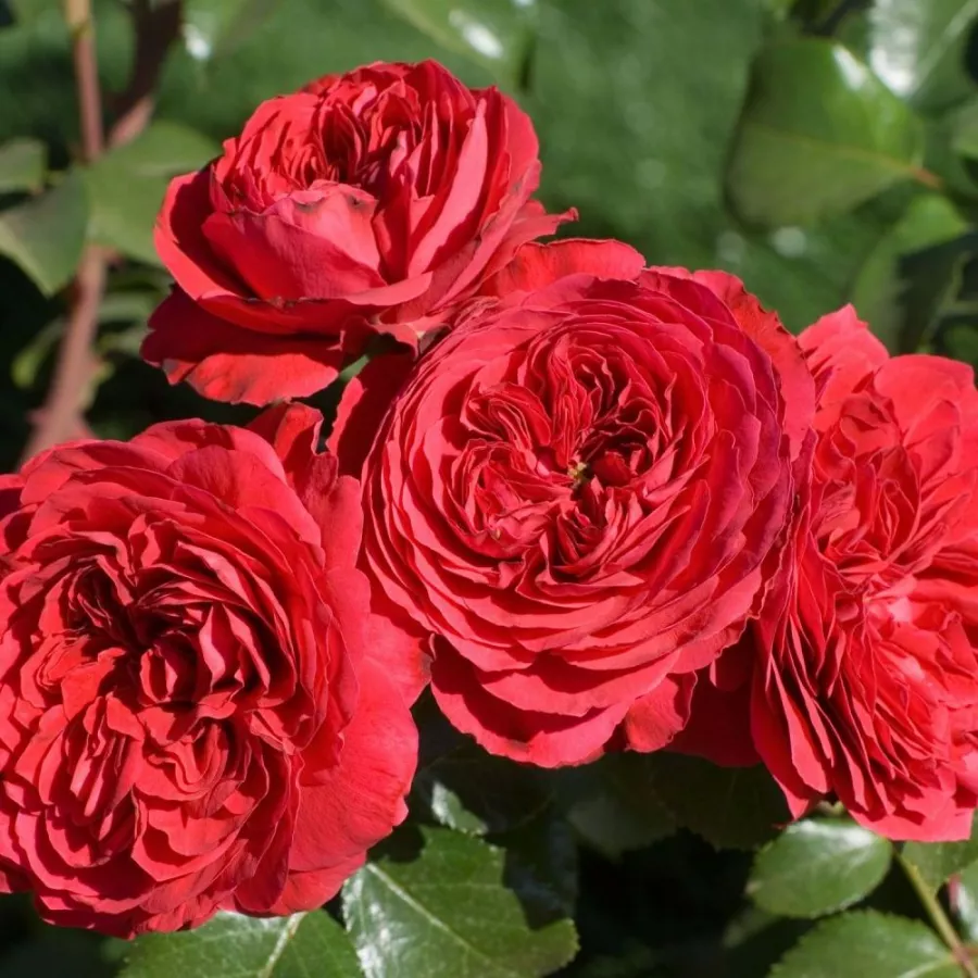 Czerwony - Róża - Mona Lisa® - Szkółka Róż Rozaria