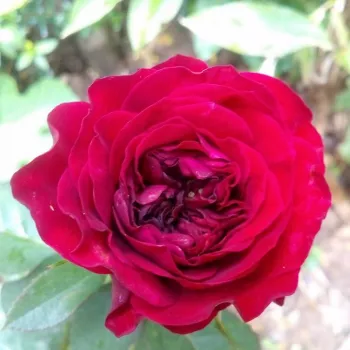 Rosa Mona Lisa® - czerwony - róże rabatowe grandiflora - floribunda
