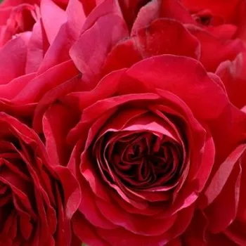 Online rózsa rendelés  - virágágyi floribunda rózsa - vörös - diszkrét illatú rózsa - gyöngyvirág aromájú - Mona Lisa® - (70-80 cm)
