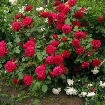 Élénkpiros - virágágyi floribunda rózsa - diszkrét illatú rózsa - gyöngyvirág aromájú