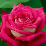 Rózsaszín - teahibrid rózsa - Online rózsa vásárlás - Rosa Monica Bellucci® - intenzív illatú rózsa - mangó aromájú